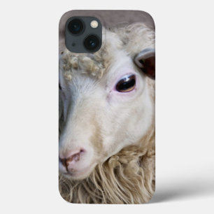 Etui iPhone 13 Moutons drôles