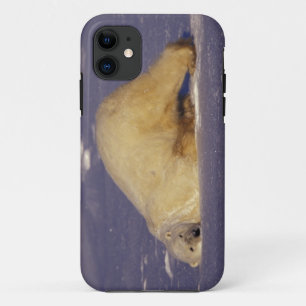 Coque Case-Mate Pour iPhone NA, Canada, Manitoba, Churchill, Ours polaire