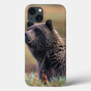 iPhone 13 Coque Na, Etats-Unis, Alaska, Denali NP, ours gris