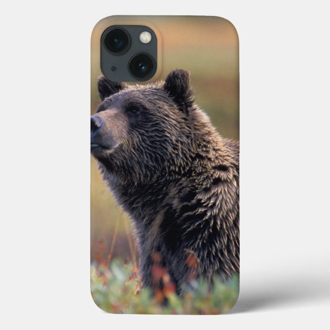 Coques Case-Mate iPhone Na, Etats-Unis, Alaska, Denali NP, ours gris (Verso)