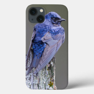 Coques Pour iPhone Nid de Martin-purple mâle au-dessus du lac Sammami