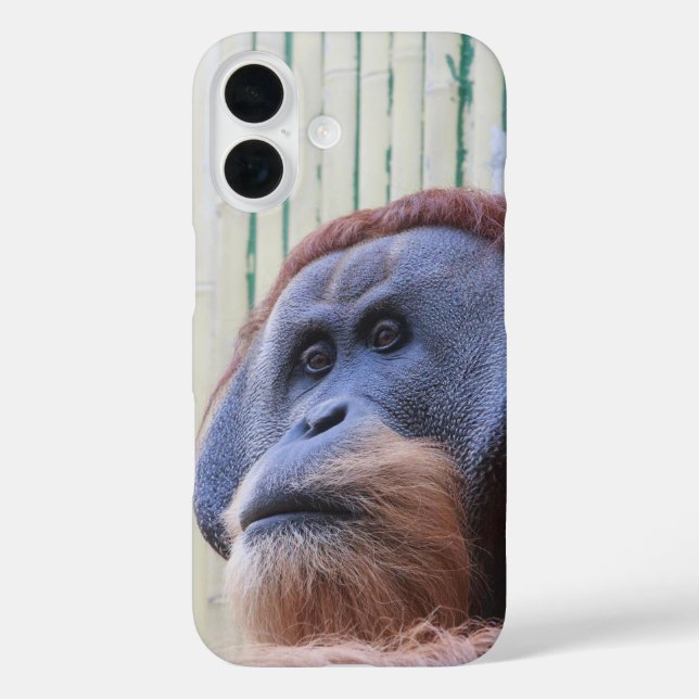 Coques Case-Mate iPhone Orang-outan assis... (Verso)