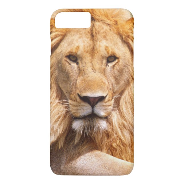 Coques Case-Mate iPhone Paire de lions africains, Panthera leo, Tanzanie (Dos)