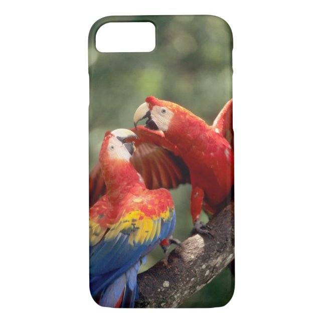 Coques Case-Mate iPhone Paire de Scarlet Macaws (Dos)