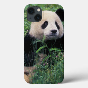 iPhone 13 Case Panda géant dans l'herbe, vallée de Wolong, Sichua
