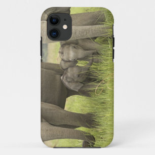 Coques Pour iPhone Parc national de Corbett, Uttaranchal, Inde.