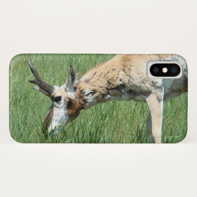 Coques Case-Mate iPhone Pâturage d'antilope à pronghorn A11 (Dos (Horizontal))