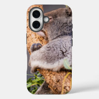 Petit koala doux