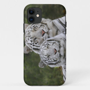 Coque iPhone 11 Phase blanche, Tigre du Bengale, Tigre du Tigre, T