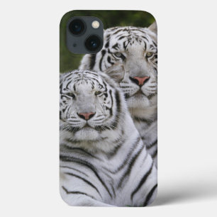 iPhone 13 Case Phase blanche, Tigre du Bengale, Tigris