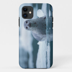 Coque Case-Mate Pour iPhone phoque commun du pacifique, Phoca vitulina richard