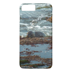 Coques Pour iPhone Phoque de bassin illuminé par le coucher de soleil