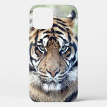 Photo, animaux, tigre, tigre . Papon coque-Mate