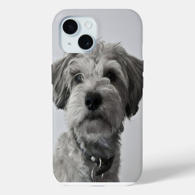 Coques Case-Mate iPhone Photo Schnauzer Portrait de chiot (Verso)
