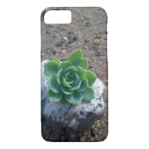 photo verte succulente d'echeveria