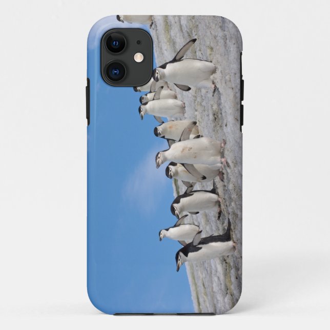 Coques Case-Mate iPhone Pingouins | Pygoscelis Antarctique (Dos)