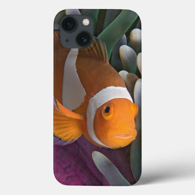 Coques Case-Mate iPhone Poisson clown occidental (Verso)