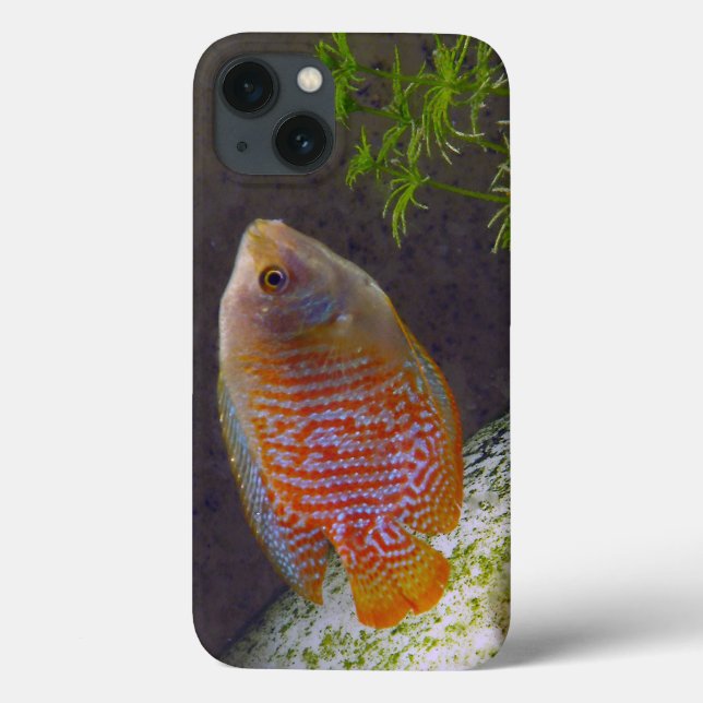 Coques Case-Mate iPhone Poissons nains de Gourami (Verso)