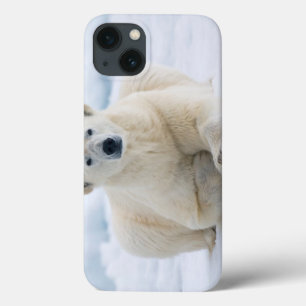 Coques Pour iPhone Polaires adultes concernent la banquise d'été