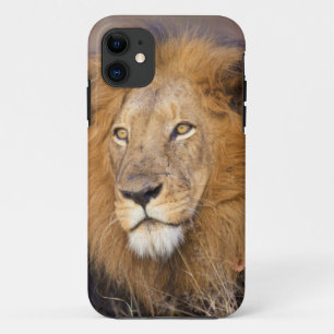 Case-Mate iPhone Case Portrait d'un Lion regardant au loin