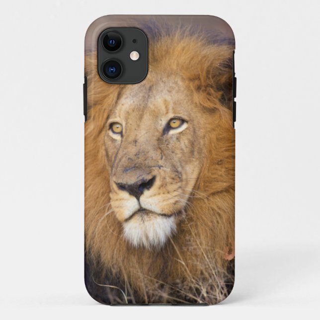 Coques Case-Mate iPhone Portrait d'un Lion regardant au loin (Dos)