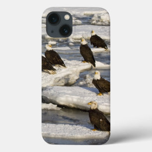 Etui iPhone 13 Pygargue à tête blanche, Haliaeetus leucocephalus,