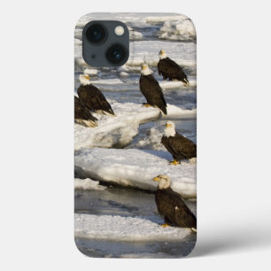 iPhone 13 Case Pygargue à tête blanche, Haliaeetus leucocephalus,