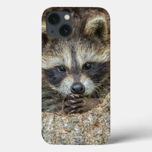Case-Mate iPhone Case Raccon Nestled Inside a Tree Hollow