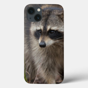 iPhone 13 Case Raccoon, Procyon lotor, Florida