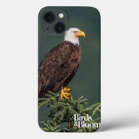 Regal Bald Eagle