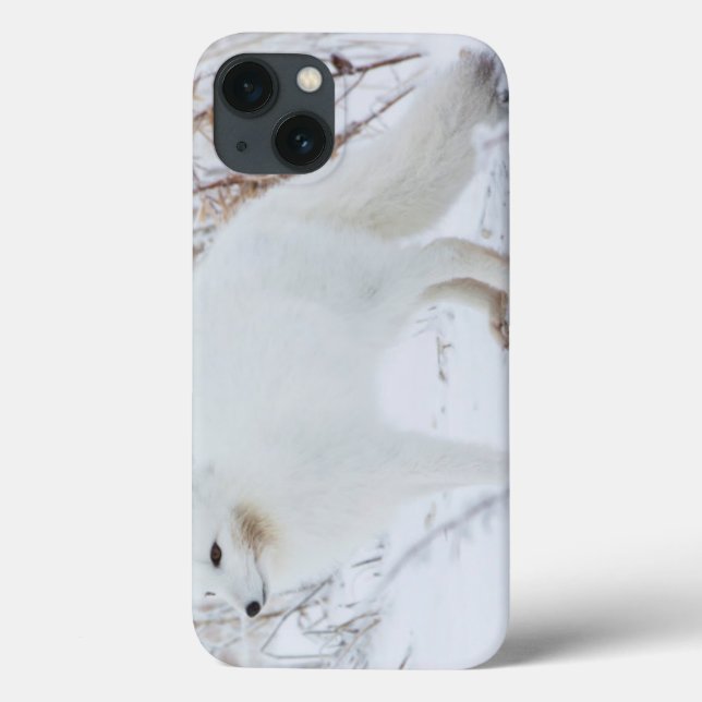 Coques Case-Mate iPhone Renard arctique (Verso)