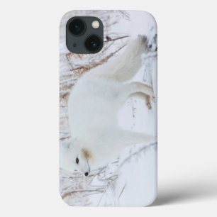 Case-Mate iPhone Case Renard arctique