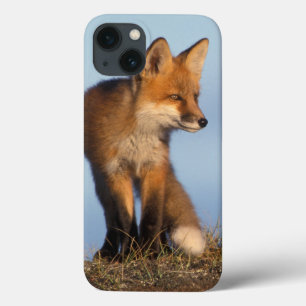 iPhone 13 Case renard rouge, vulpes de Vulpes, dans les 1002