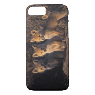 Coque iPhone 7 renard rouge, Vulpes vulpes, kits
