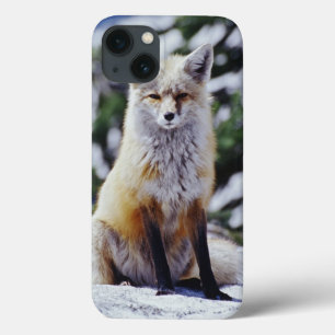 iPhone 13 Case Renard roux assis sur un banc de neige, Vulpes, Mt