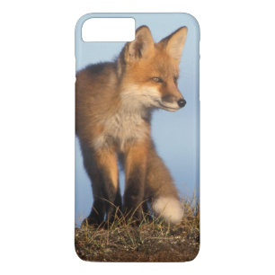 Coque Case-Mate Pour iPhone renard roux, Vulpes vulpes