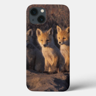 Case-Mate iPhone Case renard roux, Vulpes vulpes, kits