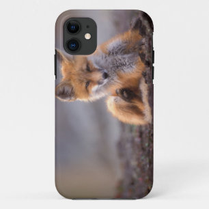 Coques Pour iPhone renard roux, Vulpes vulpes, petit se grattant,