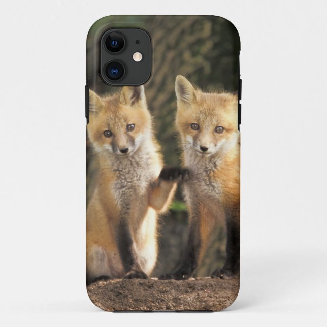 Coques Case-Mate iPhone Renardeau devant terrier (Vulpes vulpes) (Dos)