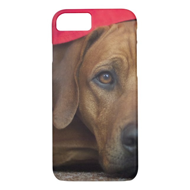 Coques Case-Mate iPhone rhodesian-ridgeback (Dos)
