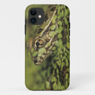 Coque Case-Mate Pour iPhone Rio Grande Leopard Frog, Rana berlandieri,