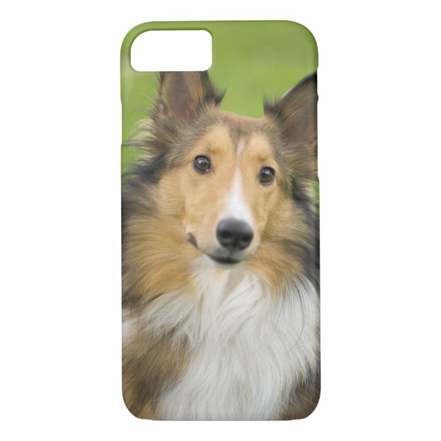 Coques Case-Mate iPhone Rough Collie, chien (Dos)