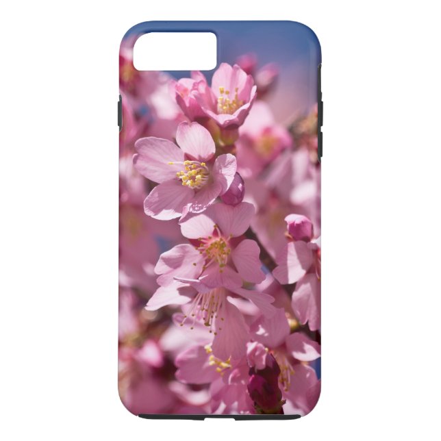 Coques Case-Mate iPhone Sakura Cherry Blossoms embrassés par Sunlight (Dos)