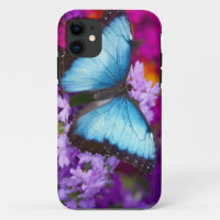 Sammamish Washington Papillon Tropical