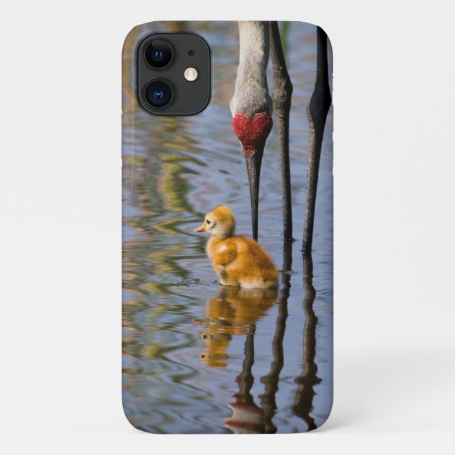 Coques Case-Mate iPhone Sandhill crane mignonne bébé oiseau (Dos)