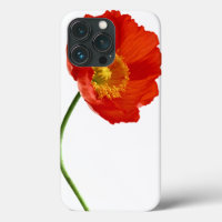 Simplicité du coquelicot rouge