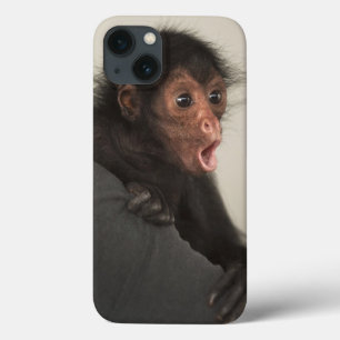iPhone 13 Coque Singe araignée à face rouge Ateles paniscus)