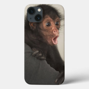 Etui iPhone 13 Singe araignée à face rouge Ateles paniscus)