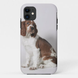 Coques Pour iPhone Springer spaniel