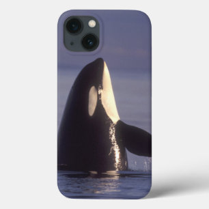 iPhone 13 Coque Spyhopping Orca Killer Whale (Orca orcinus) near